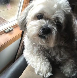 Meet your Posher, Patrick